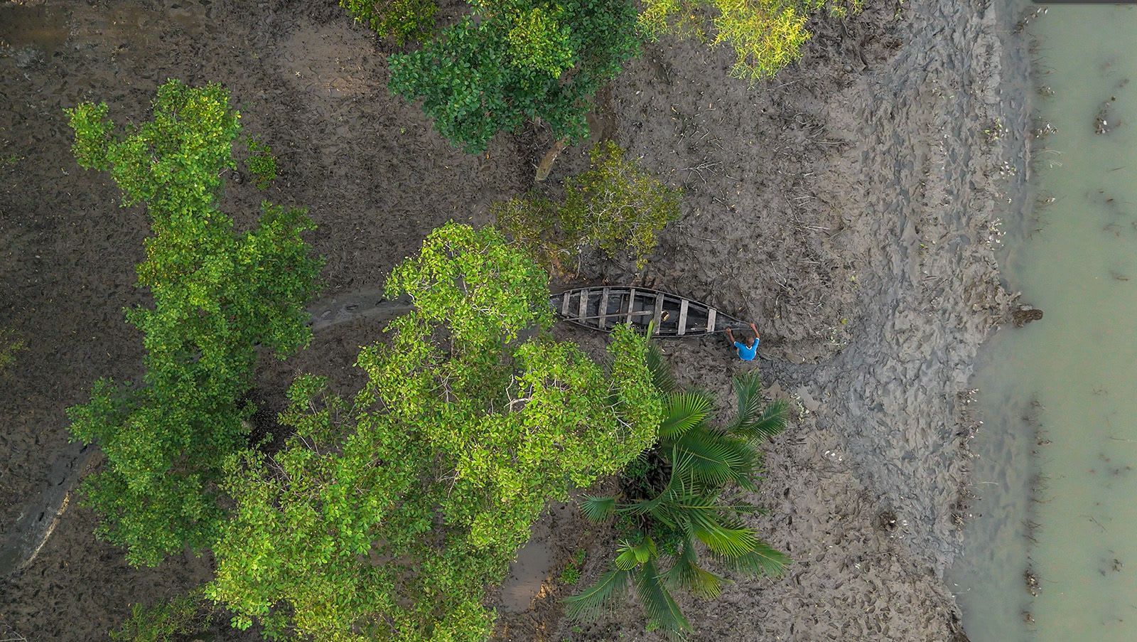 نمر الببر البنغالي