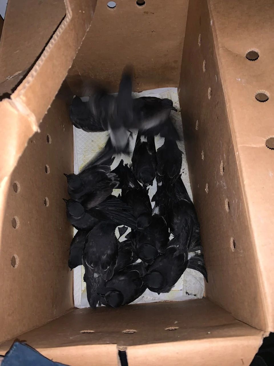 The patrol collects stranded Leach's Storm Petrels and releases them, giving them a second chance at life.