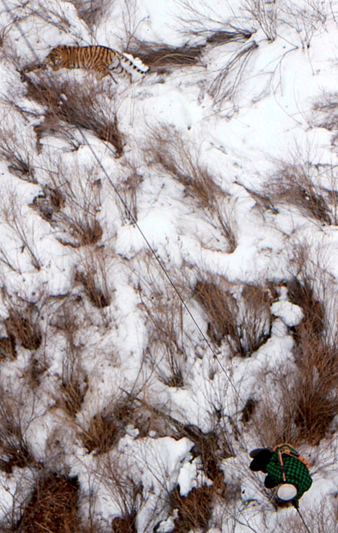 نمور الآمور في روسيا