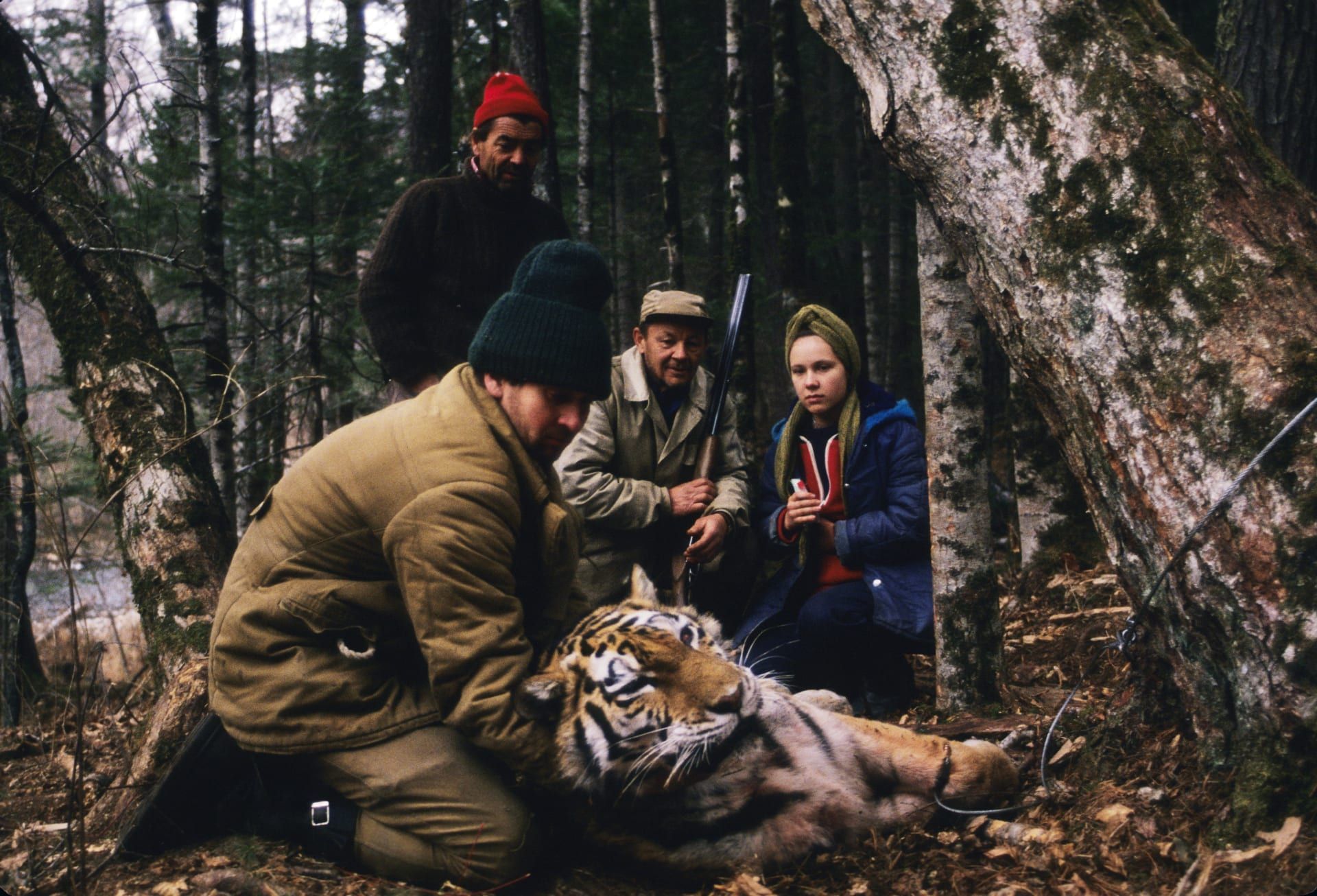 كيف عادت نمور الآمور الروسية من حافة الانقراض؟