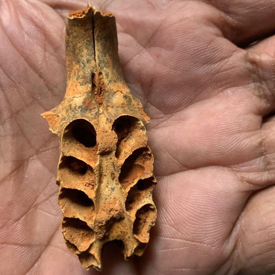 عش في مكان غير متوقع.. علماء يكتشفون كيف تكيف النحل مع البيئة في الماضي السحيق