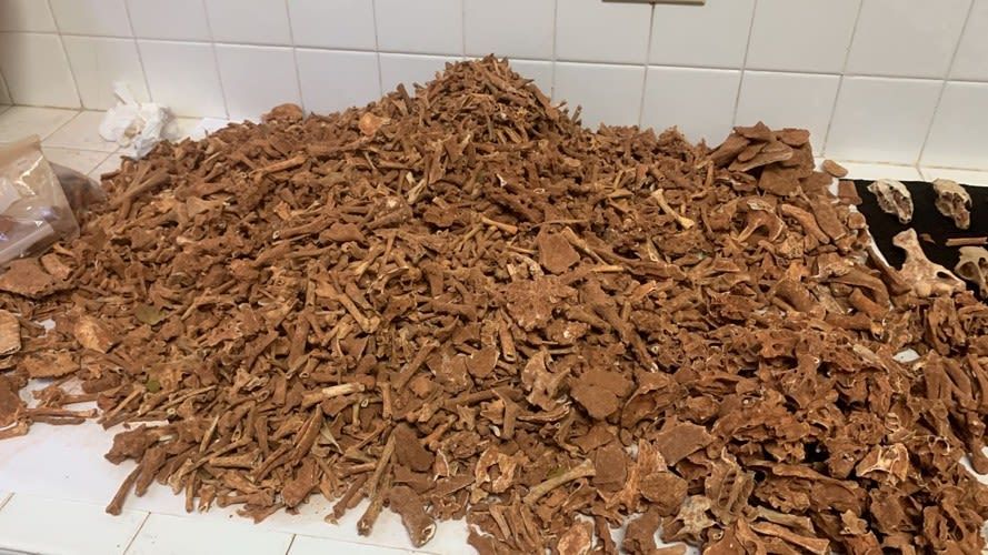 عش في مكان غير متوقع.. علماء يكتشفون كيف تكيف النحل مع البيئة في الماضي السحيق