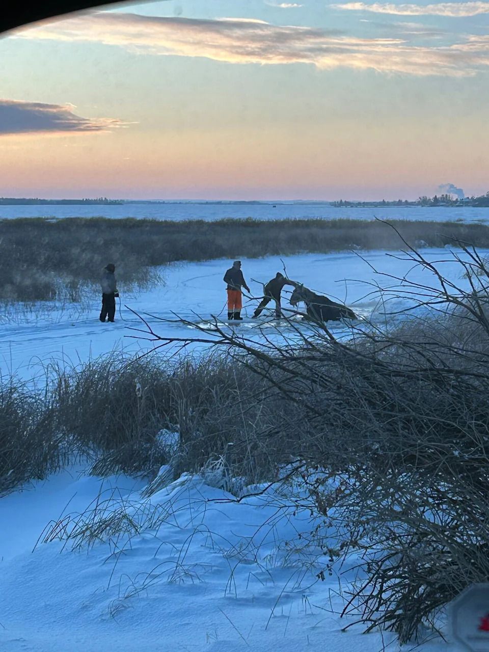 The horse was able to get his front legs up, but couldn't push himself back onto the ice.