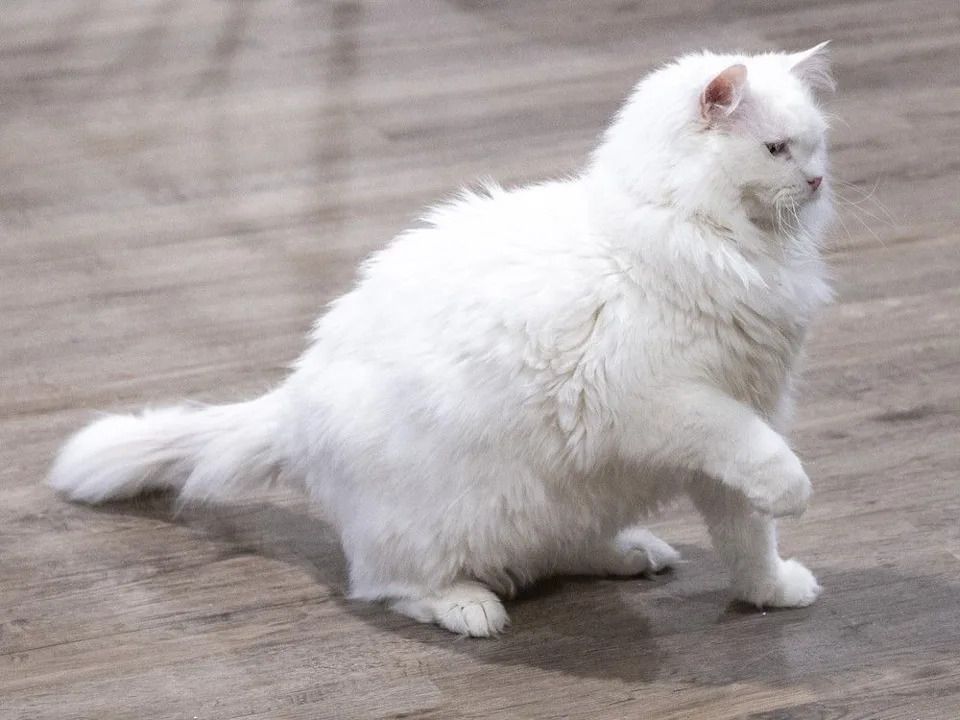 Overweight cats and dogs will get their version of Ozempic, writes columnist Josh Freed.