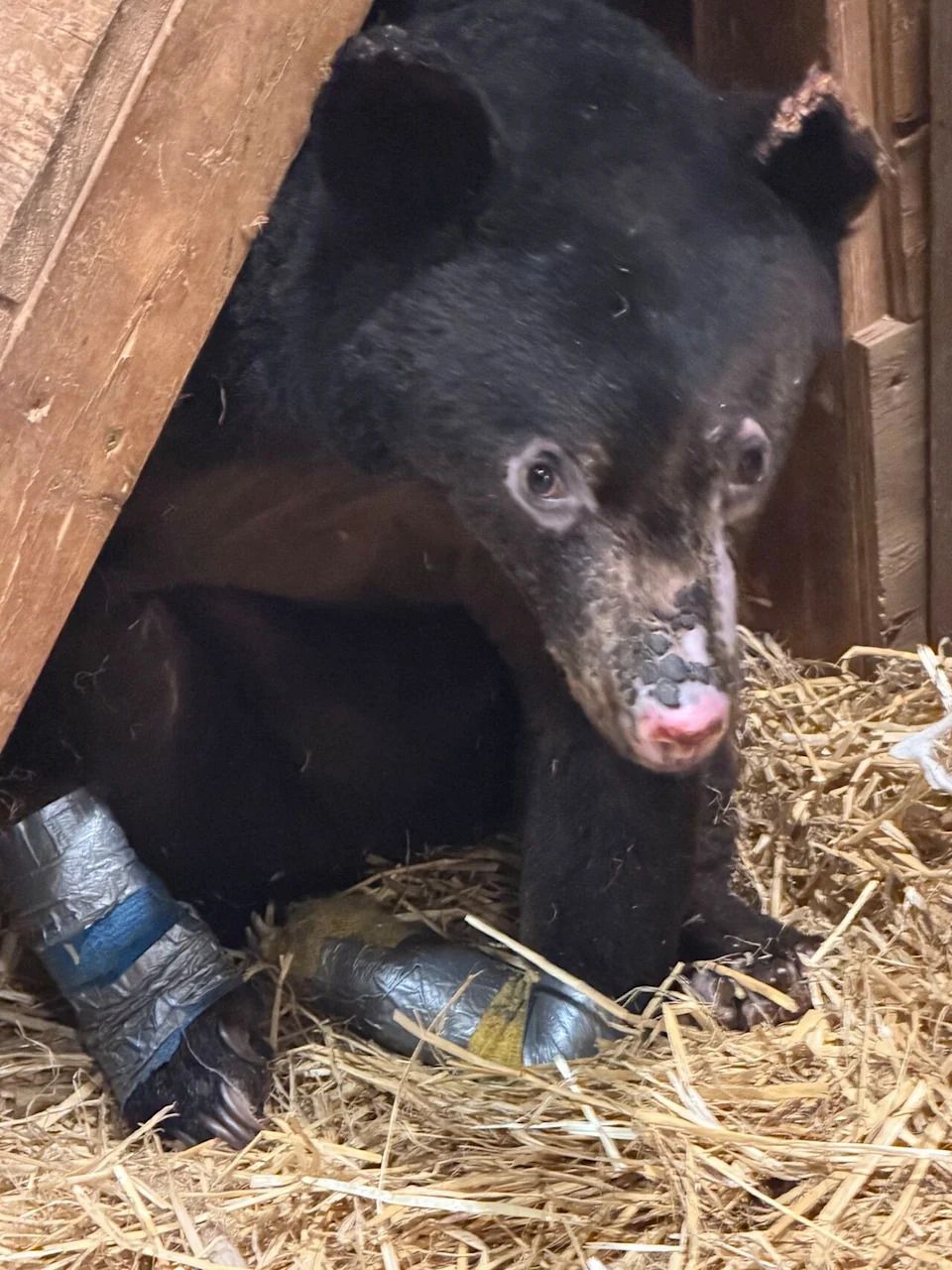 Northern Lights Wildlife Society say the bear cub's recovery is going well. Duct tape is helping keep bandages with medical cream on the bear's paws.