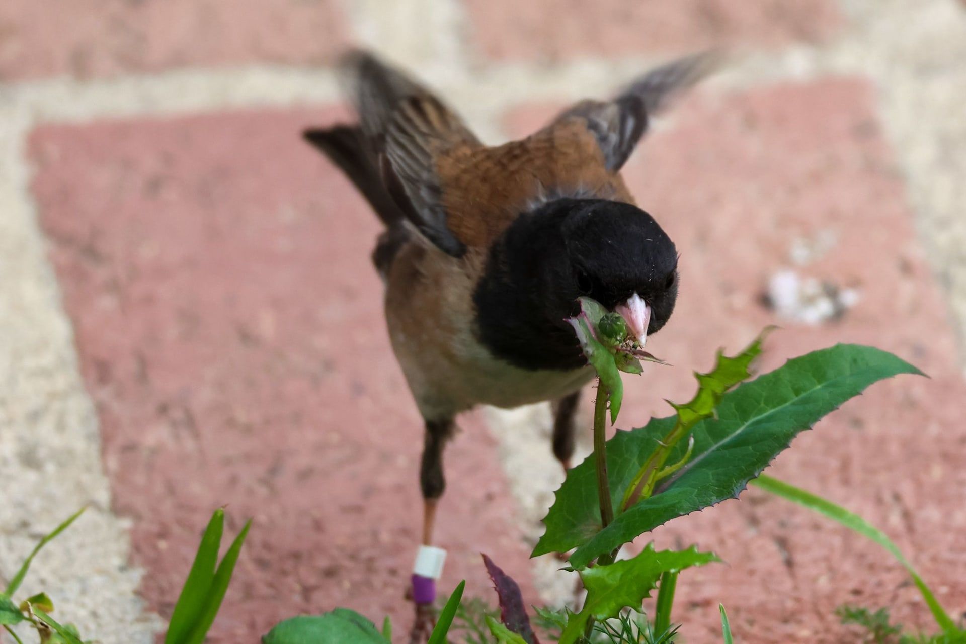 طائر الجونكو