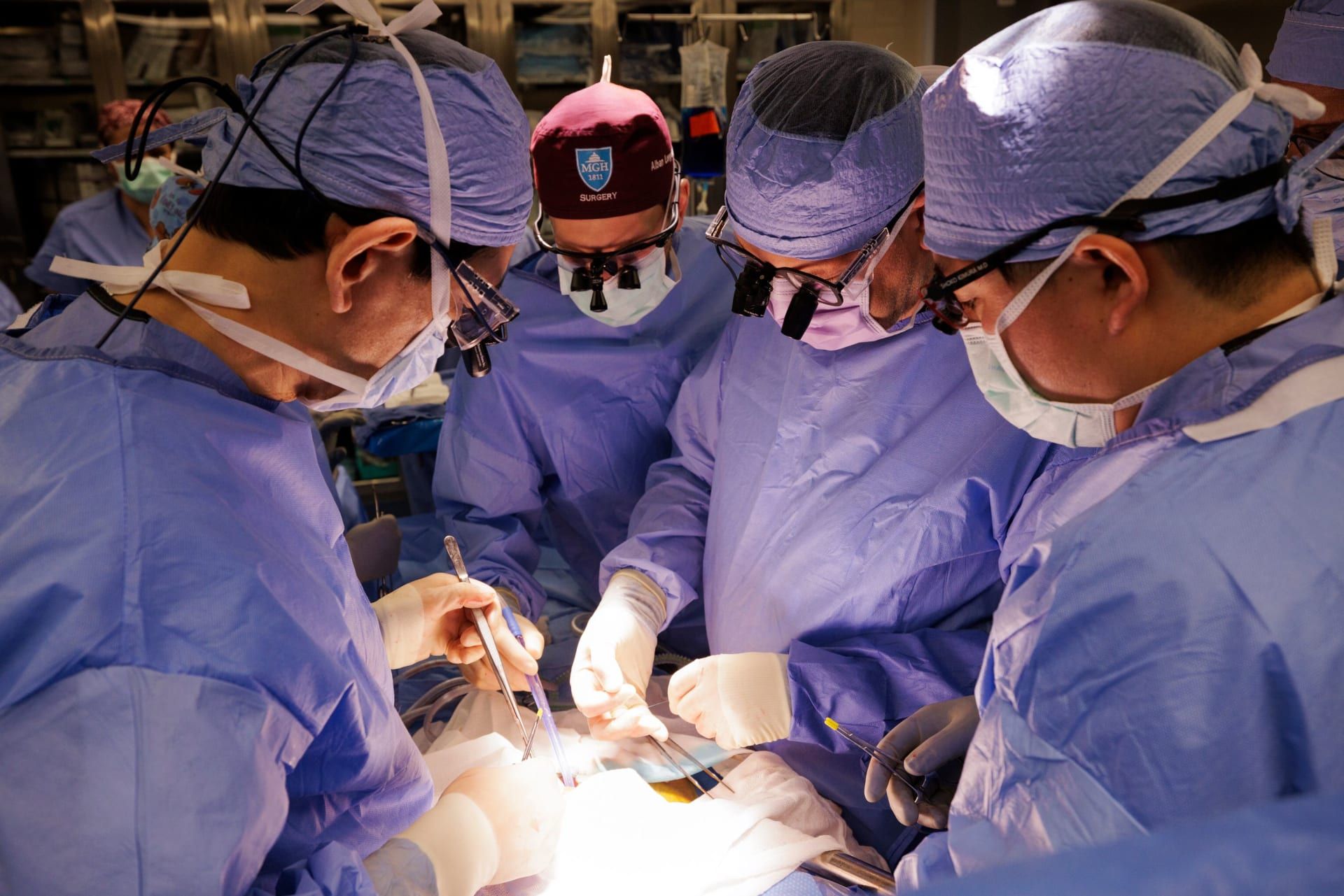 زراعة كلية خنزير