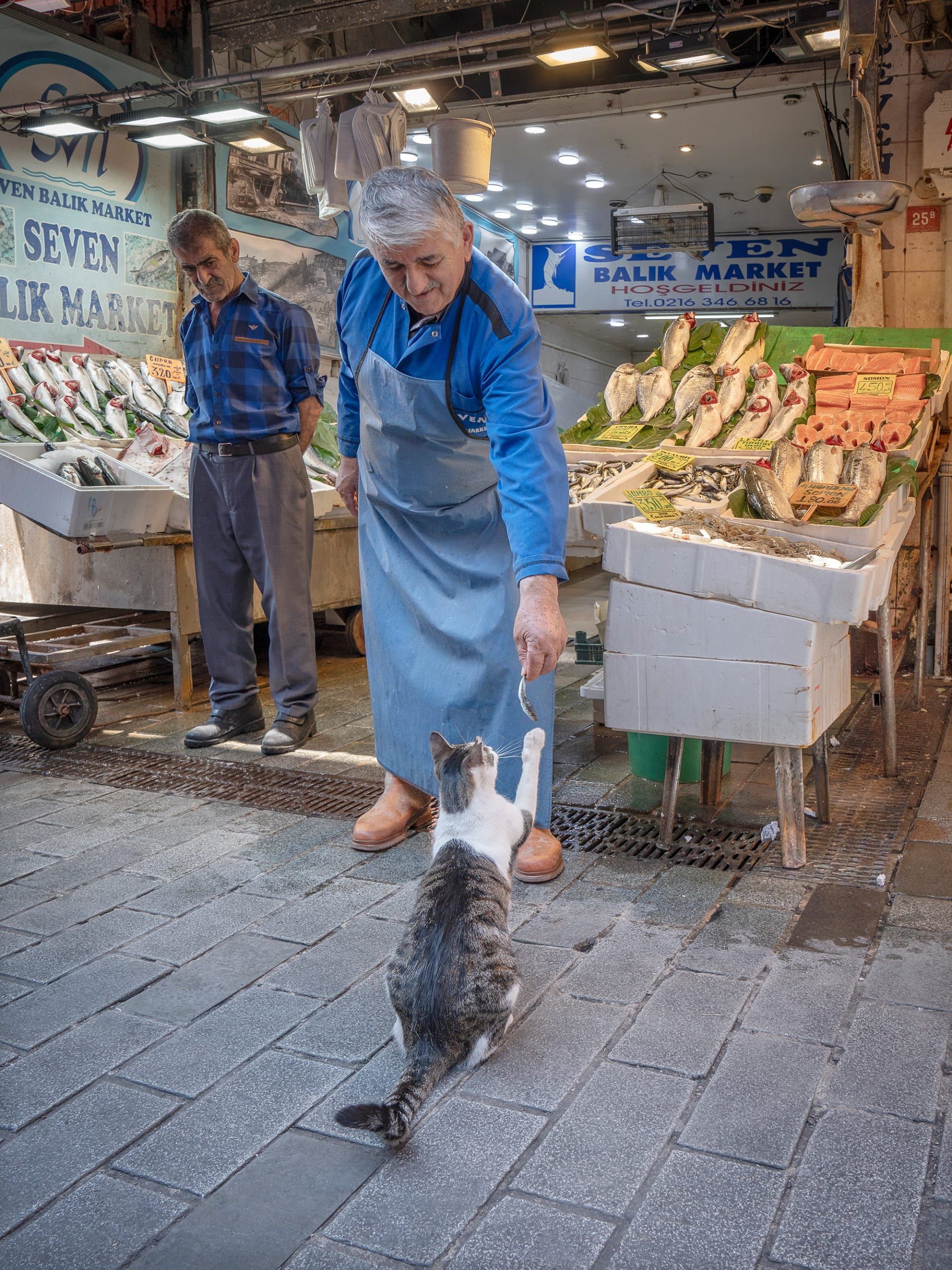 القطط تهيمن على مدينة إسطنبول ويتضح ذلك من هذه الصور الساحرة والظريفة