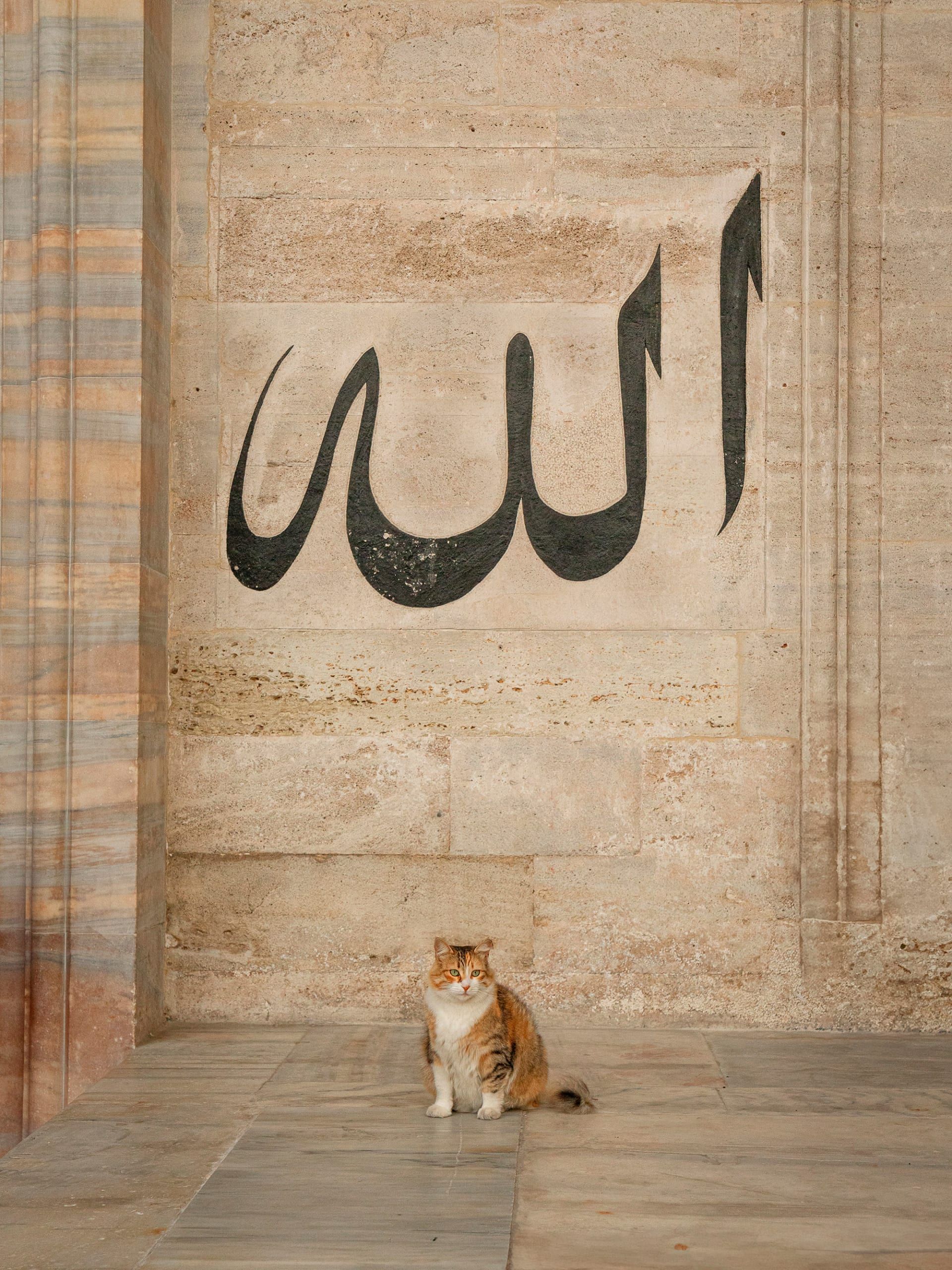 القطط تهيمن على مدينة إسطنبول ويتضح ذلك من هذه الصور الساحرة والظريفة