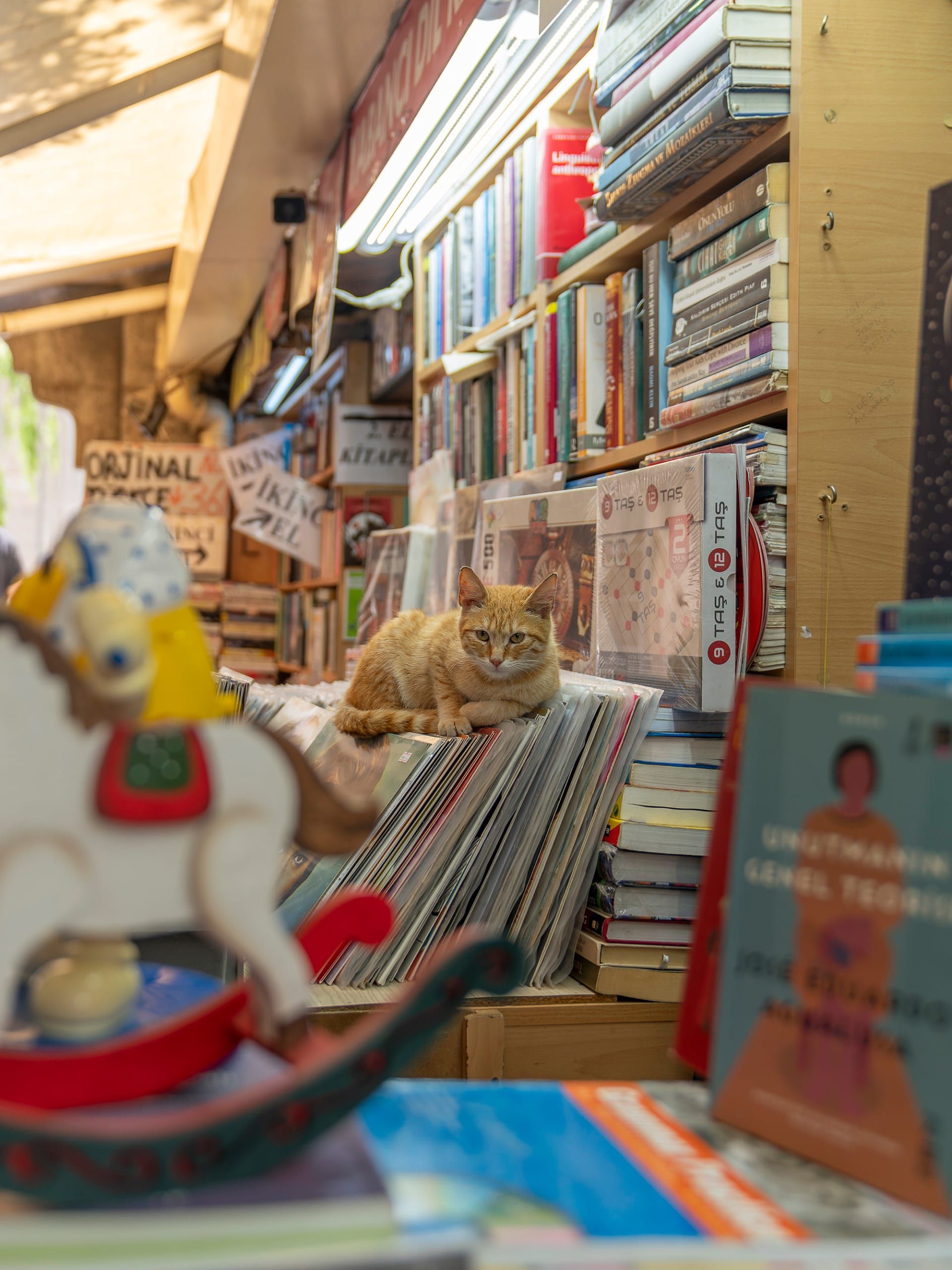 القطط تهيمن على مدينة إسطنبول ويتضح ذلك من هذه الصور الساحرة والظريفة