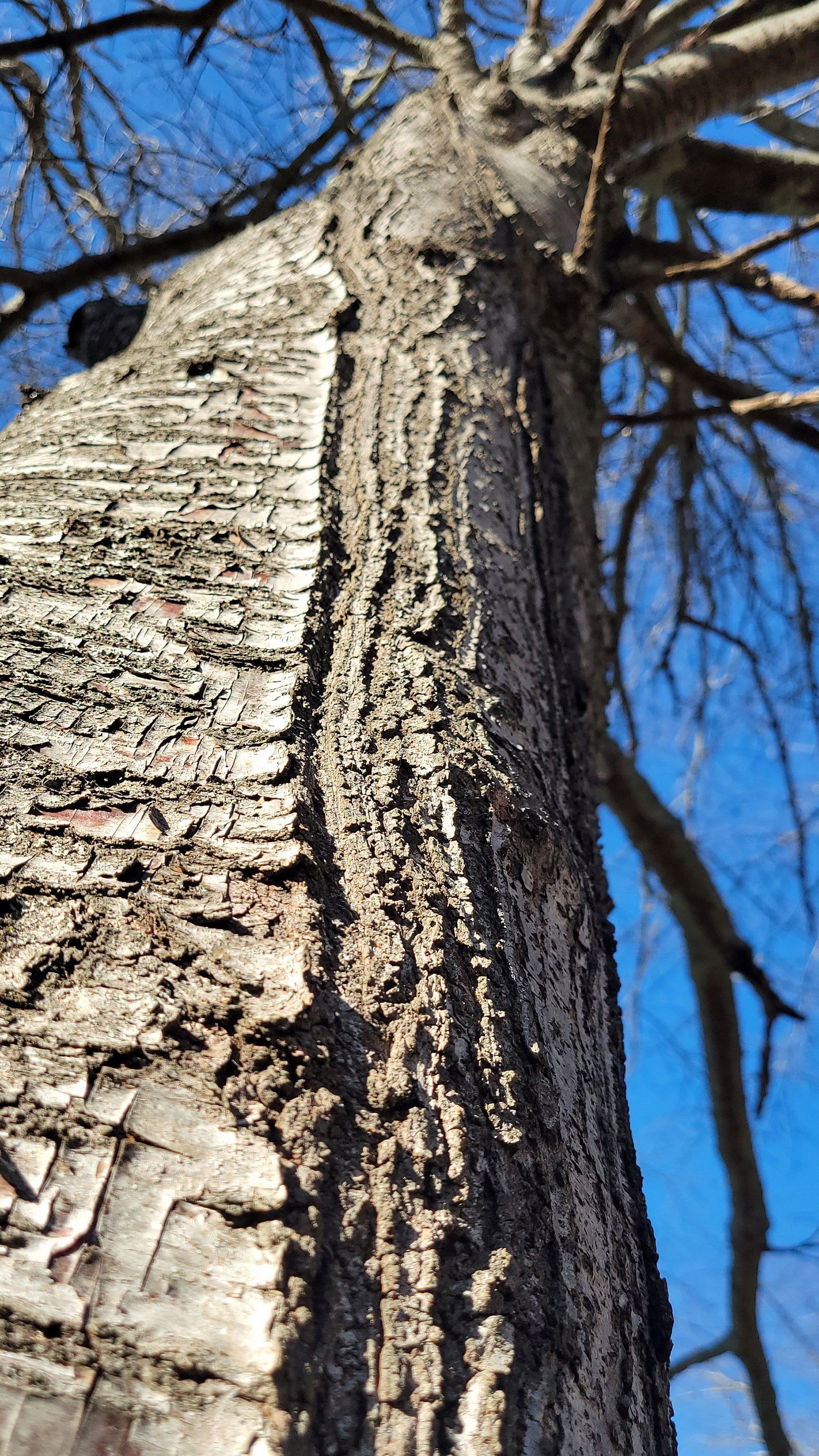 الأشجار المتفجرة