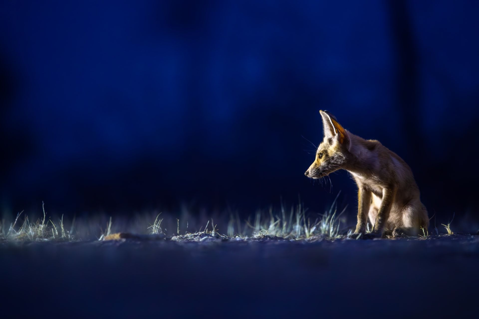 حيوانات ذكية يُساء فهمها.. مصور يوثق ثعالب الكويت بشكلٍ حالم