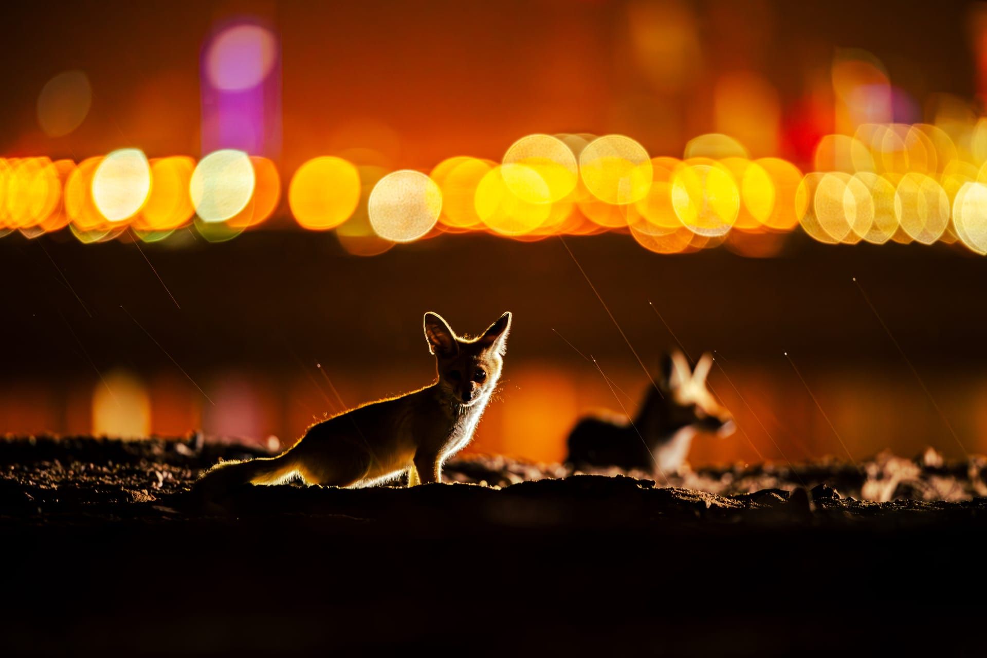 حيوانات ذكية يُساء فهمها.. مصور يوثق ثعالب الكويت بشكلٍ حالم