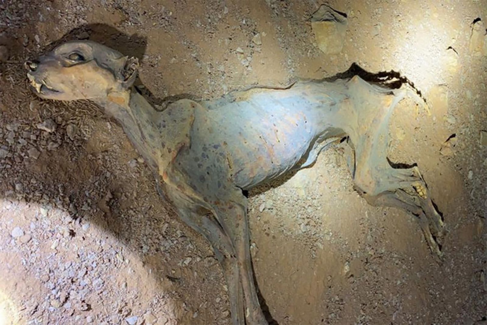 اكتشاف مذهل في كهوف السعودية.. مومياوات فهود تكشف أسرار الماضي