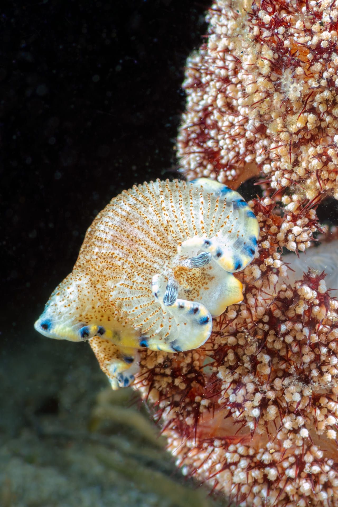 مصور يوثق ما يبدو كمجرّة سريالية في قلب الشعاب المرجانية.. كيف؟