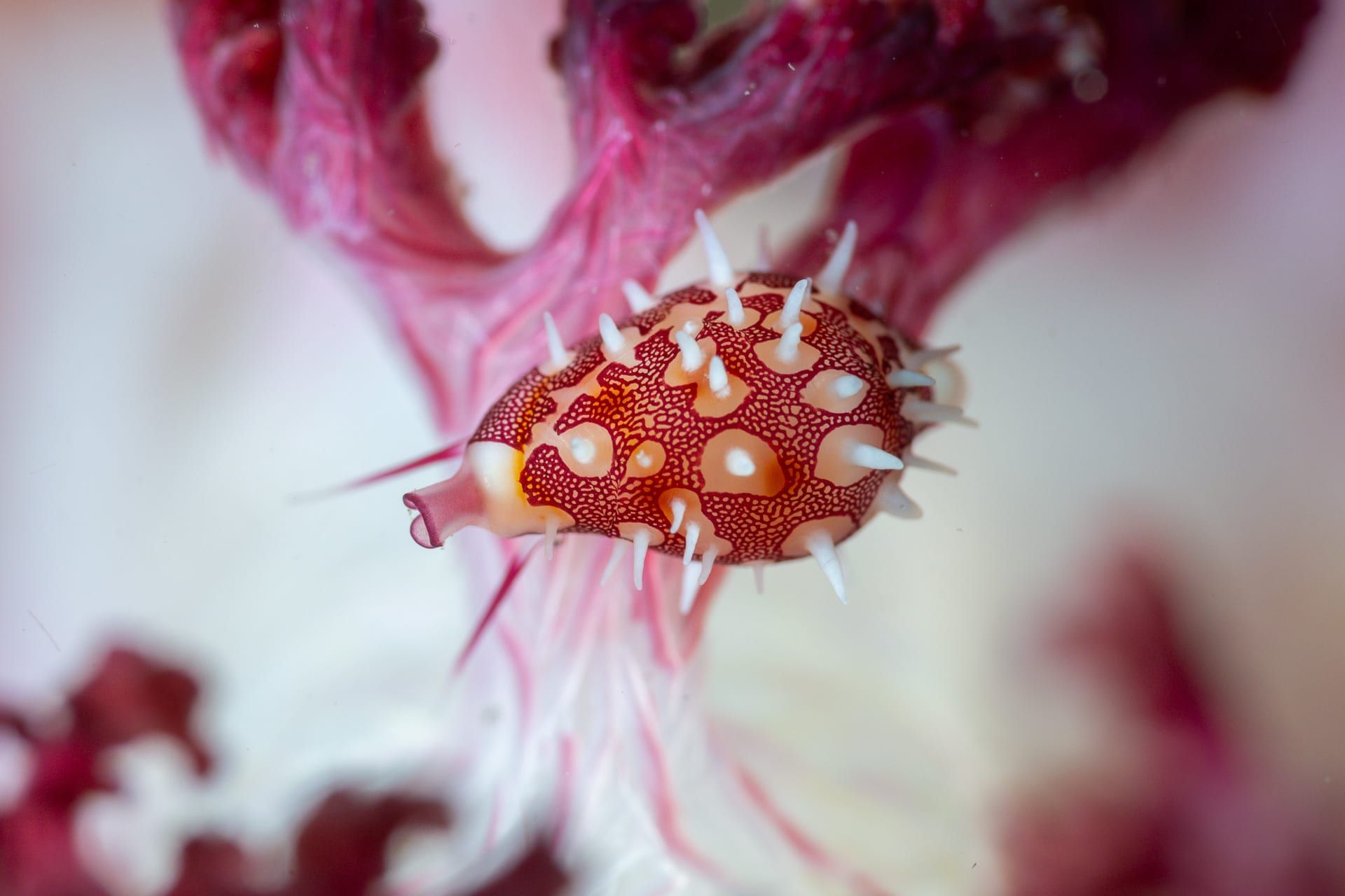 مصور يوثق مجرّة سريالية في قلب الشعاب المرجانية.. كيف؟