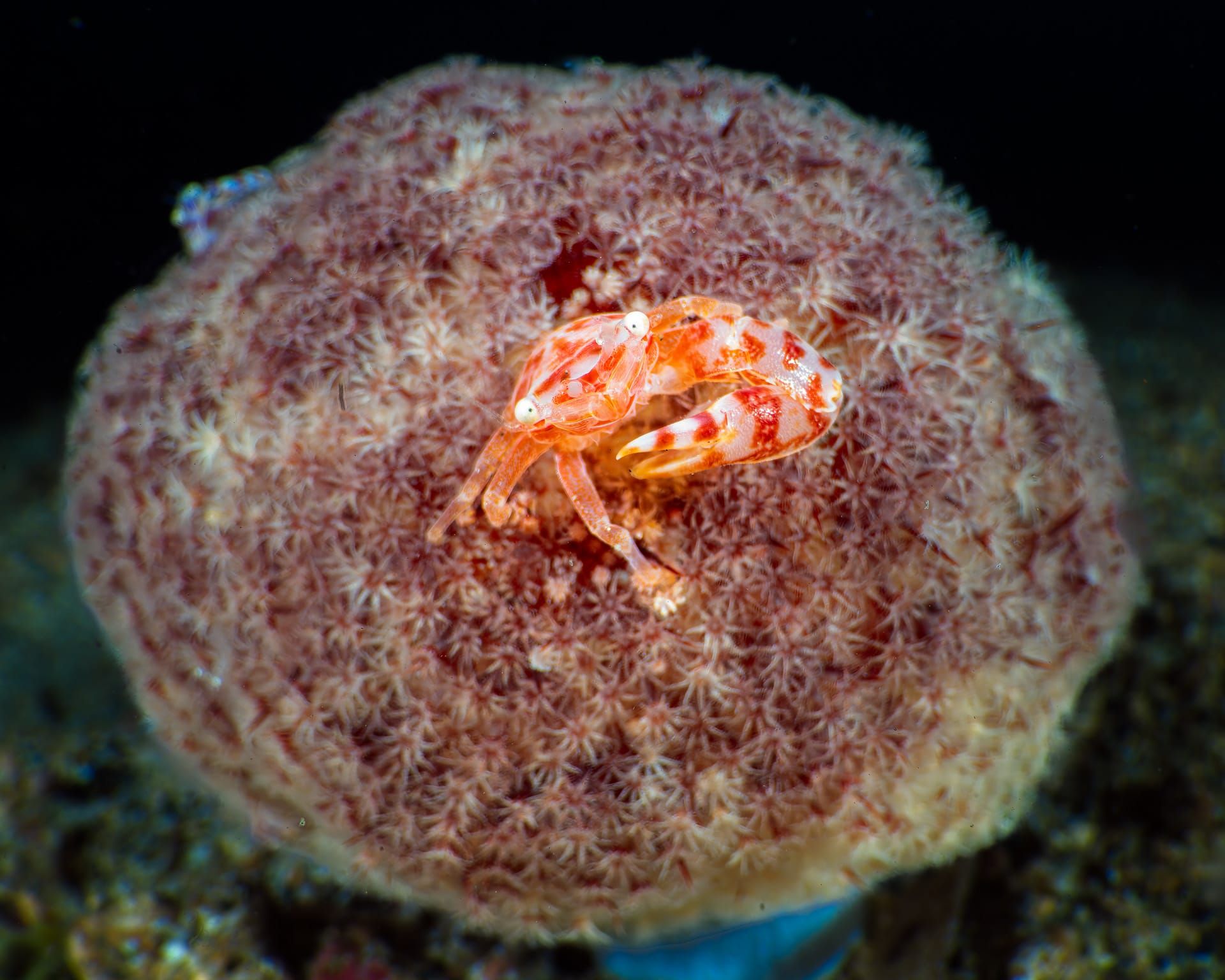 مصور يوثق ما يبدو كمجرّة سريالية في قلب الشعاب المرجانية.. كيف؟