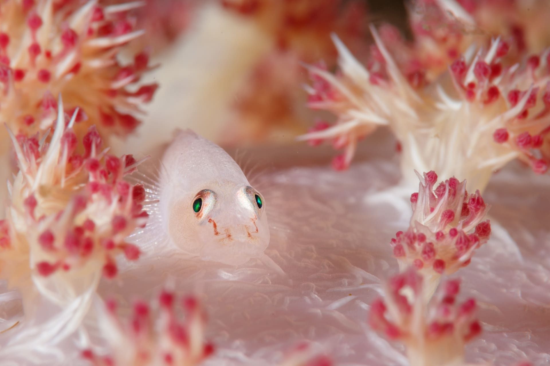 مصور يوثق مجرّة سريالية في قلب الشعاب المرجانية.. كيف؟