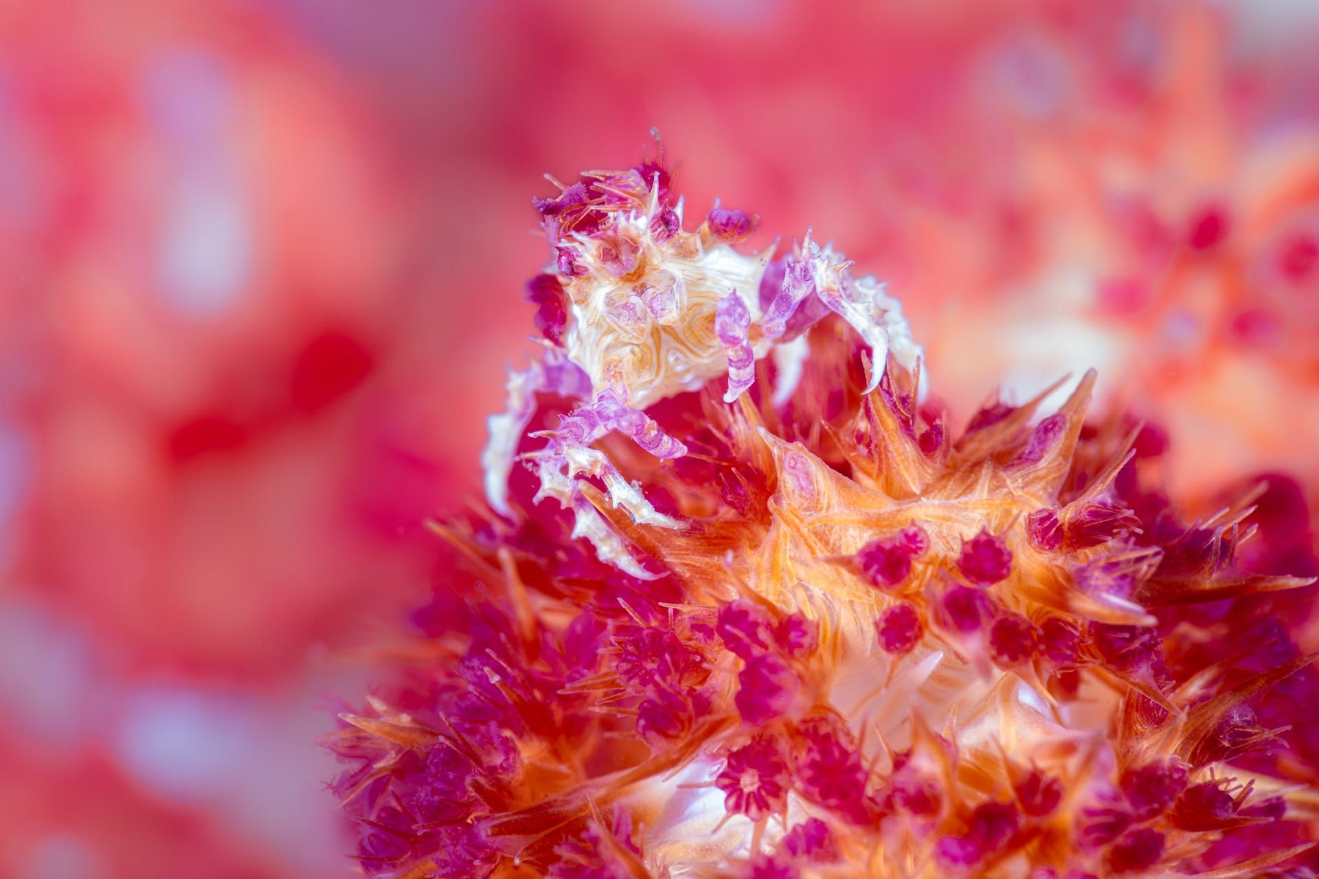 مصور يوثق مجرّة سريالية في قلب الشعاب المرجانية.. كيف؟