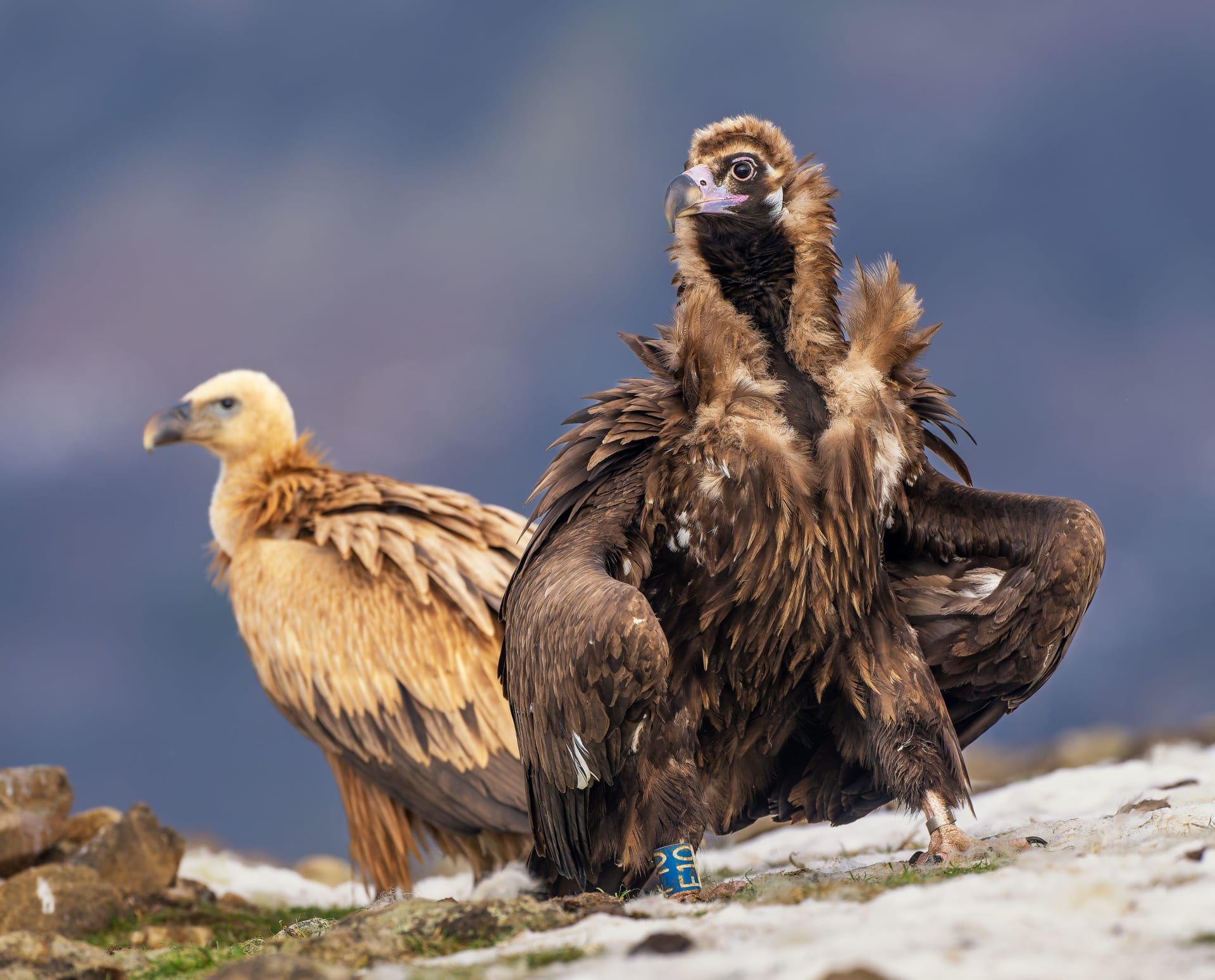 في جبال بلغاريا.. نسر ضخم يلقن ابن آوى درسًا قاسيًا