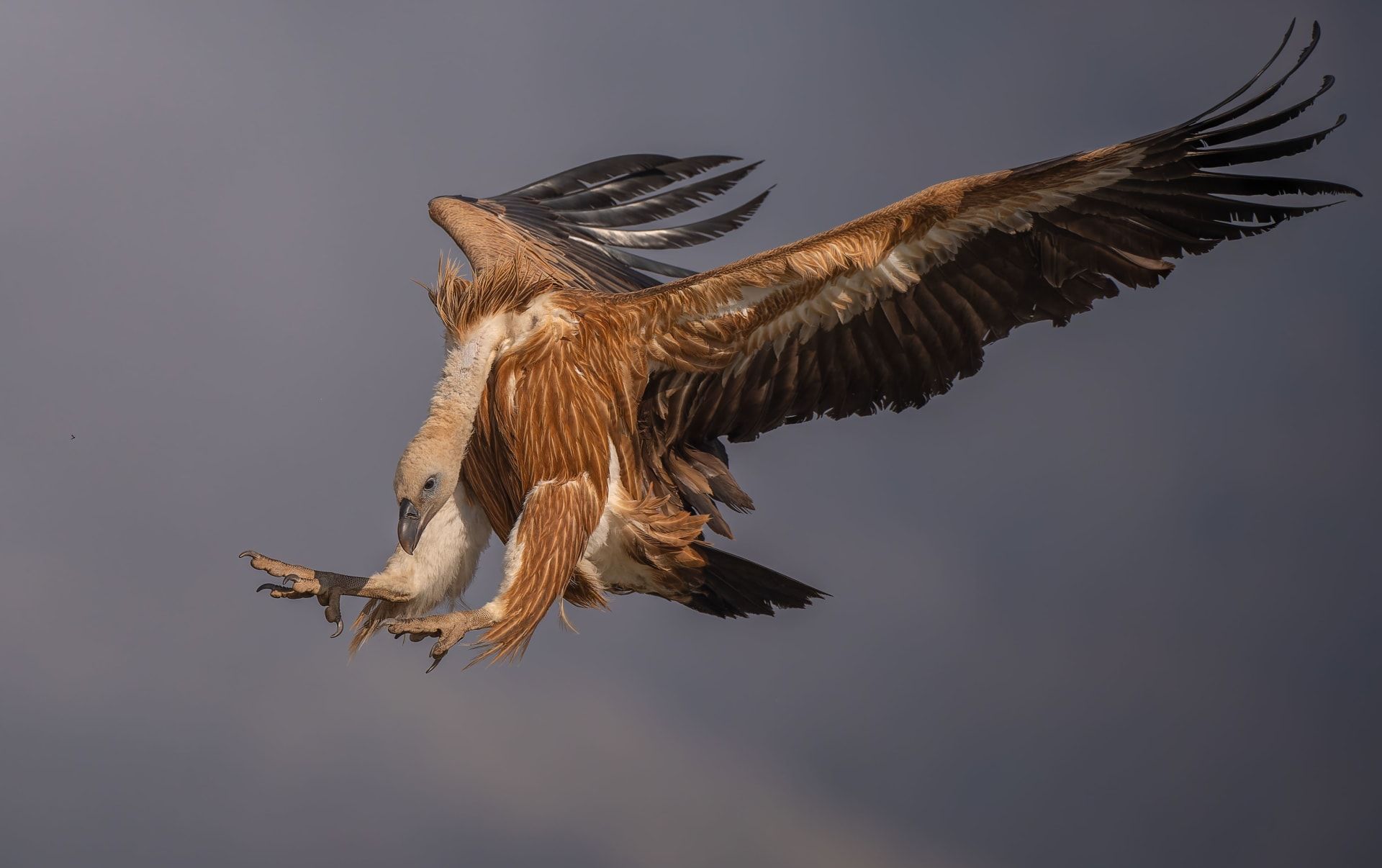 في جبال بلغاريا.. نسر ضخم يلقن ابن آوى درسًا قاسيًا