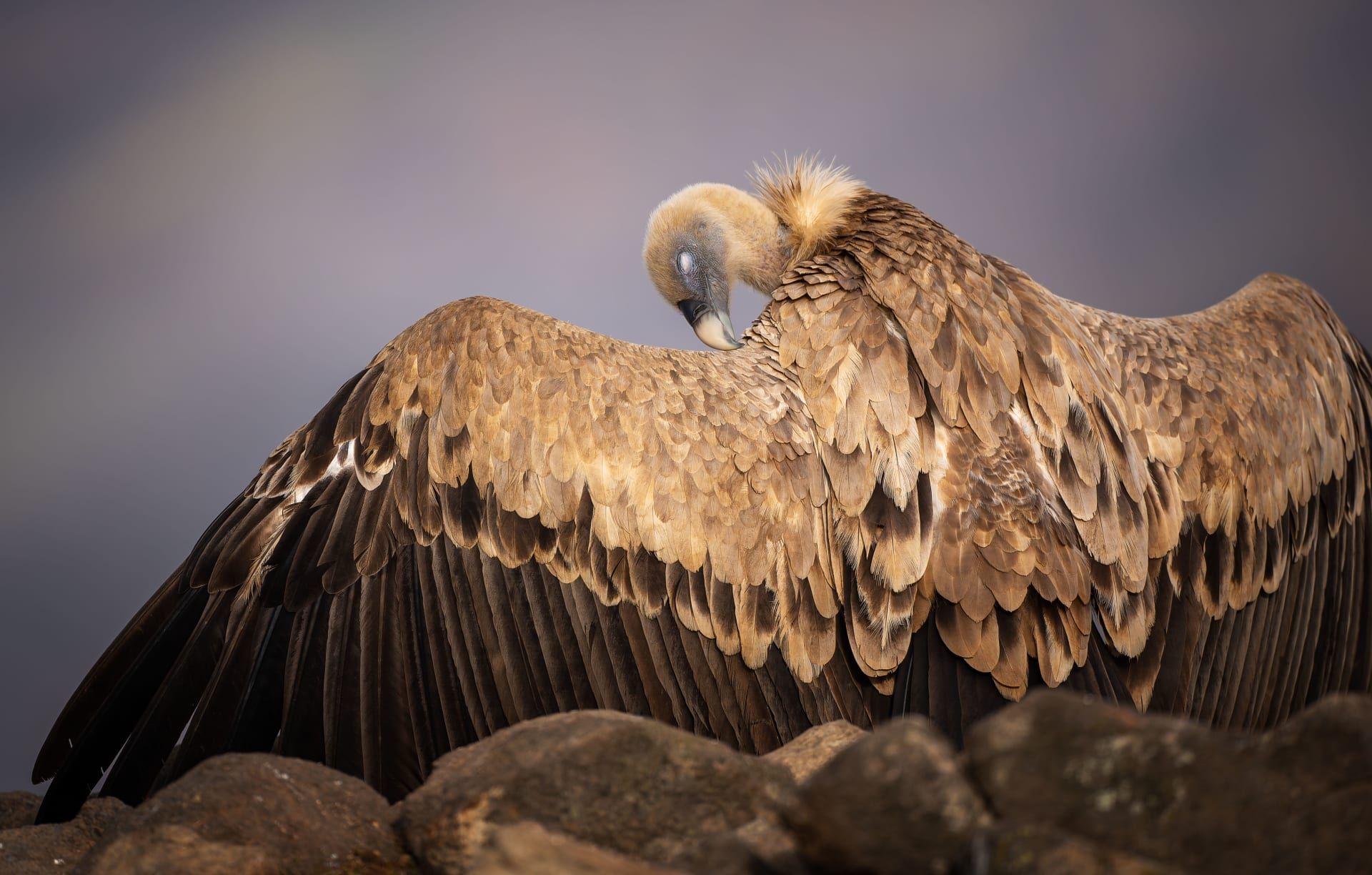 في جبال بلغاريا.. نسر ضخم يلقن ابن آوى درسًا قاسيًا