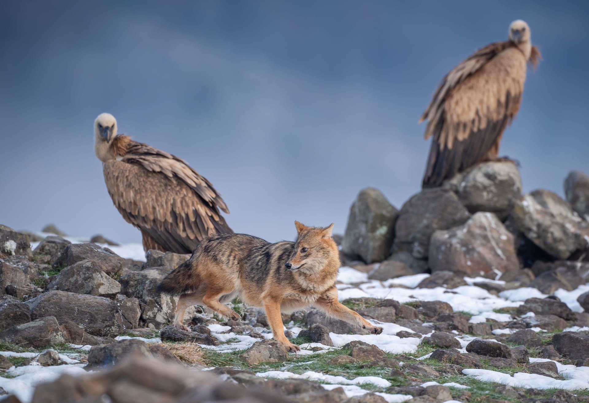 في جبال بلغاريا.. نسر ضخم يلقن ابن آوى درسًا قاسيًا