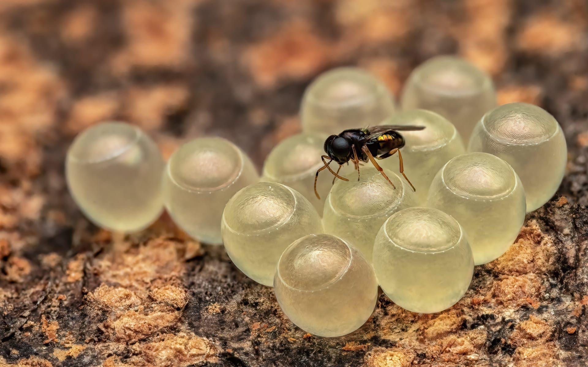 لا تلمسها فهي ليست قطع حلوى.. ماذا اكتشف مصوّر هندي بين النباتات؟