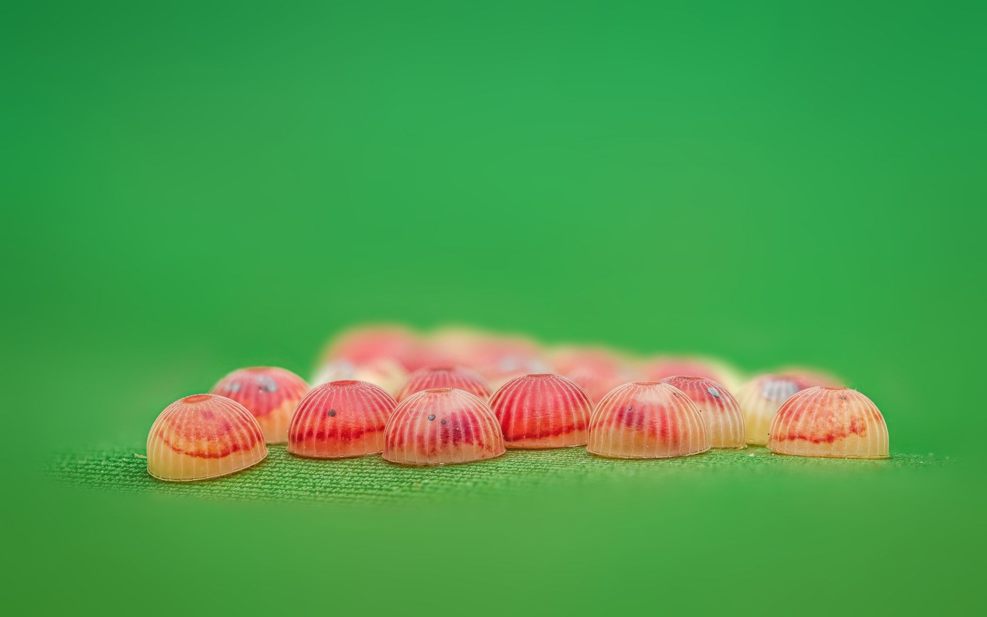 لا تلمسها فهي ليست قطع حلوى.. ماذا اكتشف مصوّر هندي بين النباتات؟