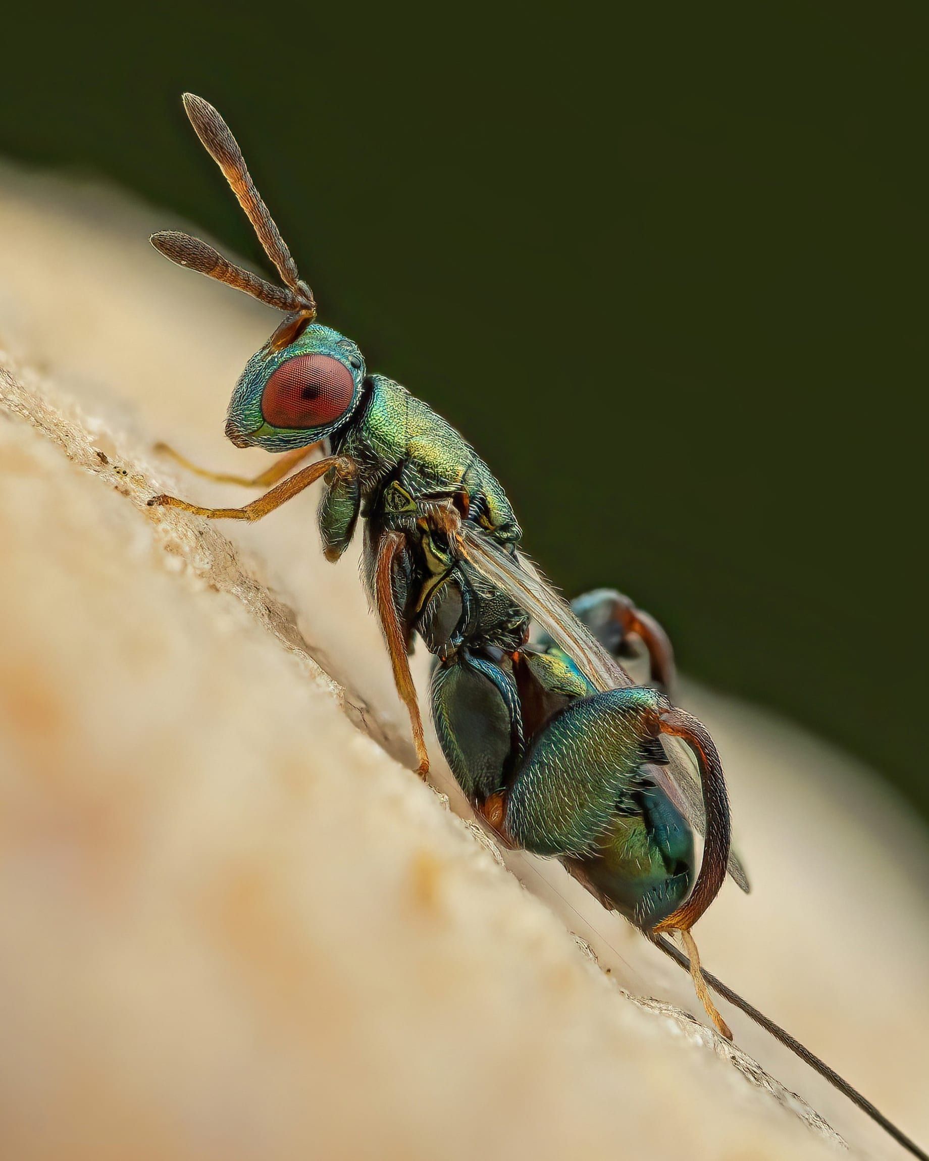 لا تلمسها فهي ليست قطع حلوى.. مصور يصادف مشهدًا زاهيًا بين النباتات في الهند