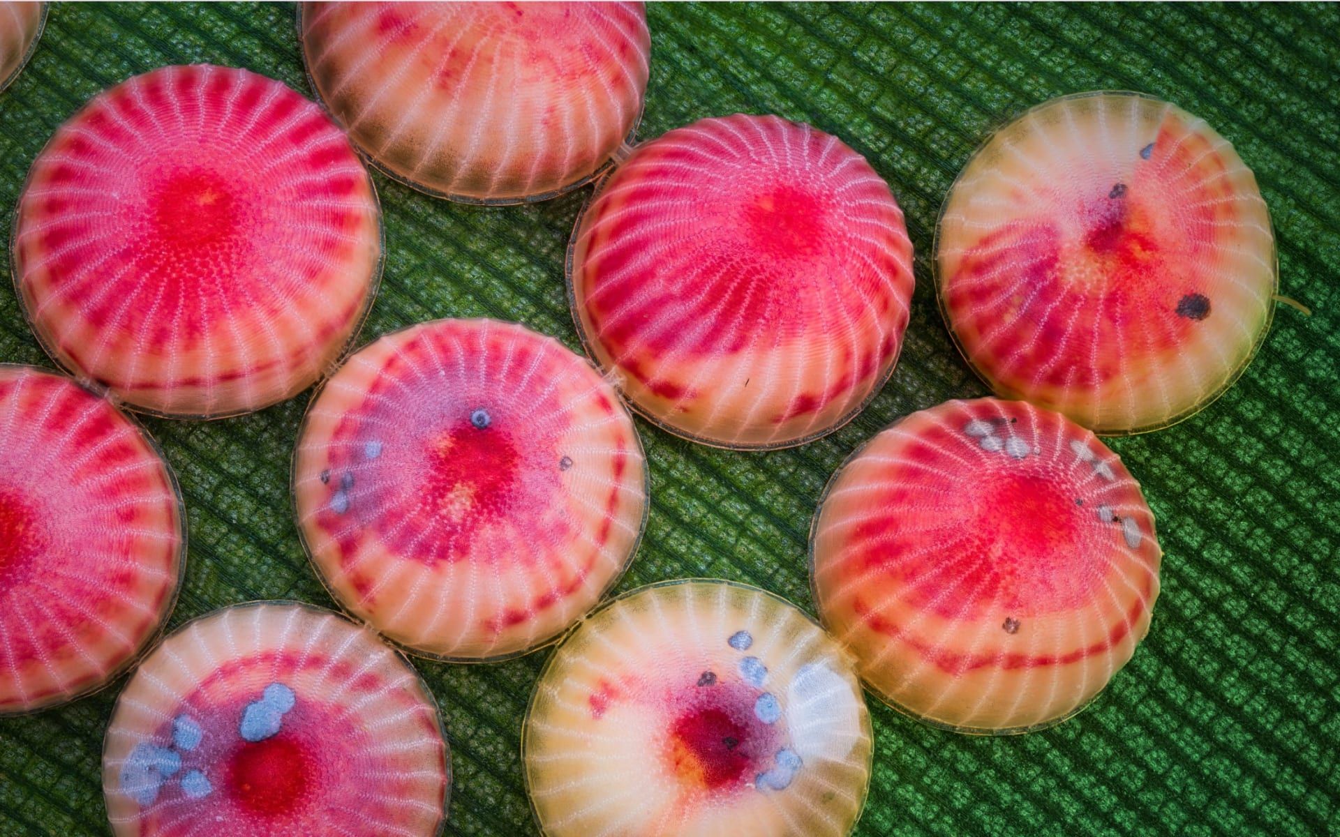 لا تلمسها فهي ليست قطع حلوى.. ماذا اكتشف مصوّر هندي بين النباتات؟