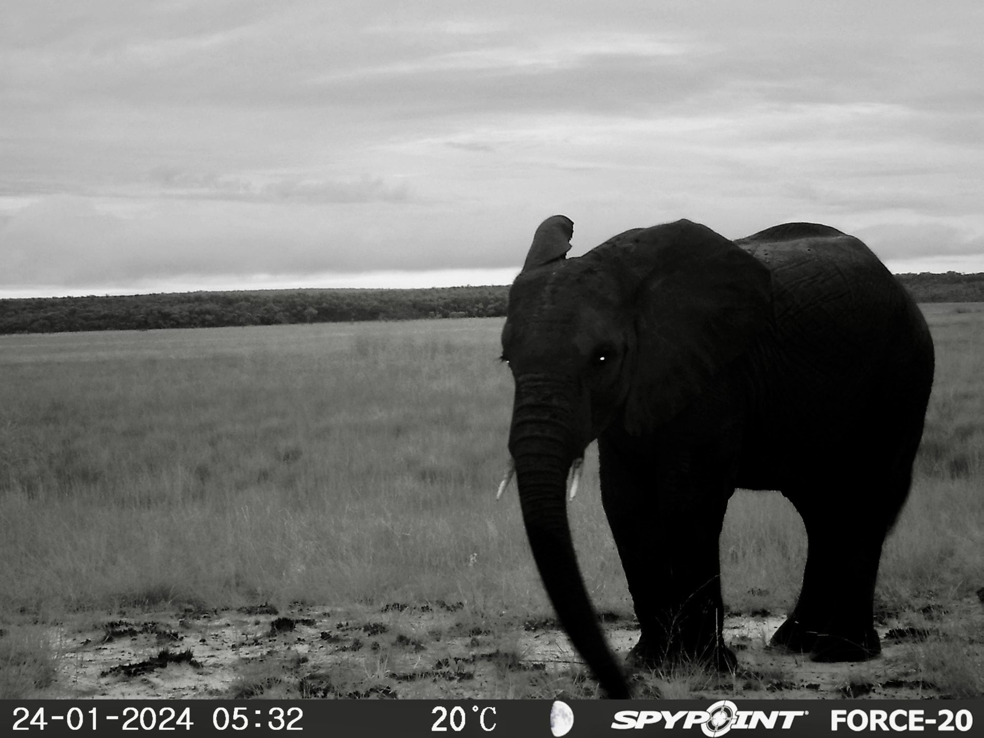 الفيل الشبح