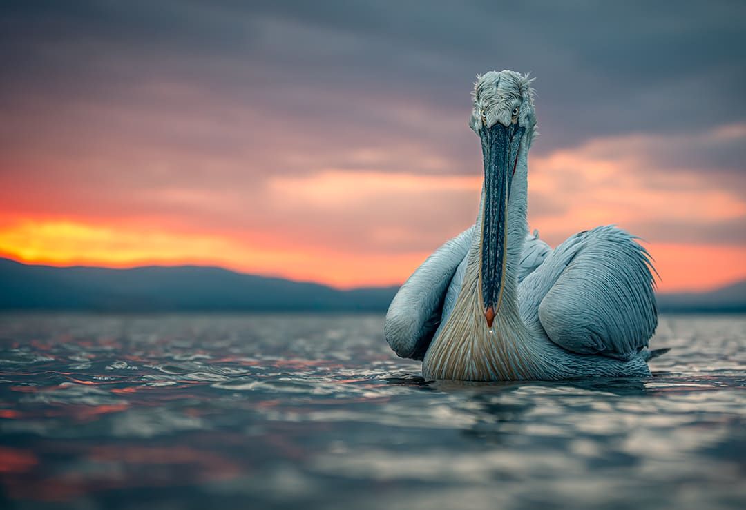 في اليونان.. بجعة تقترب من مصور أكثر من اللازم وكانت النتيجة هذه الصورة الطريفة