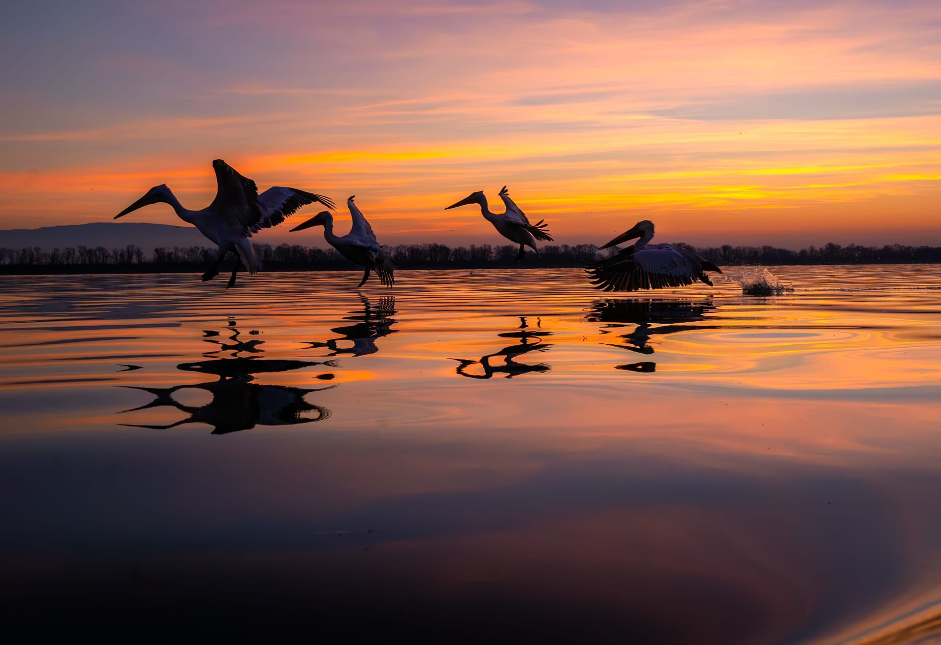 في اليونان.. بجعة تقترب من مصور أكثر من اللازم وكانت النتيجة هذه الصورة الطريفة