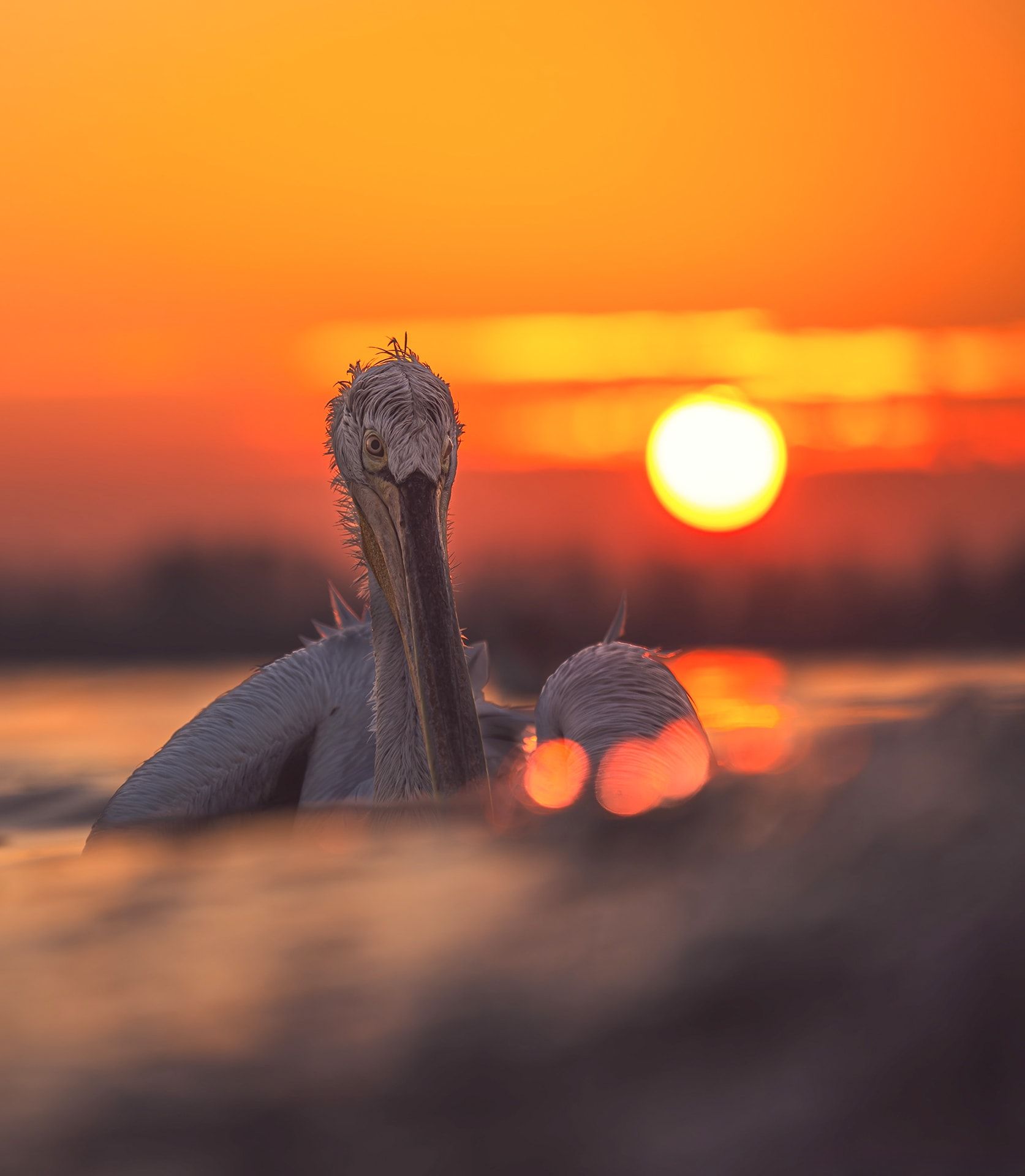 في اليونان.. بجعة تقترب من مصور أكثر من اللازم وكانت النتيجة هذه الصورة الطريفة