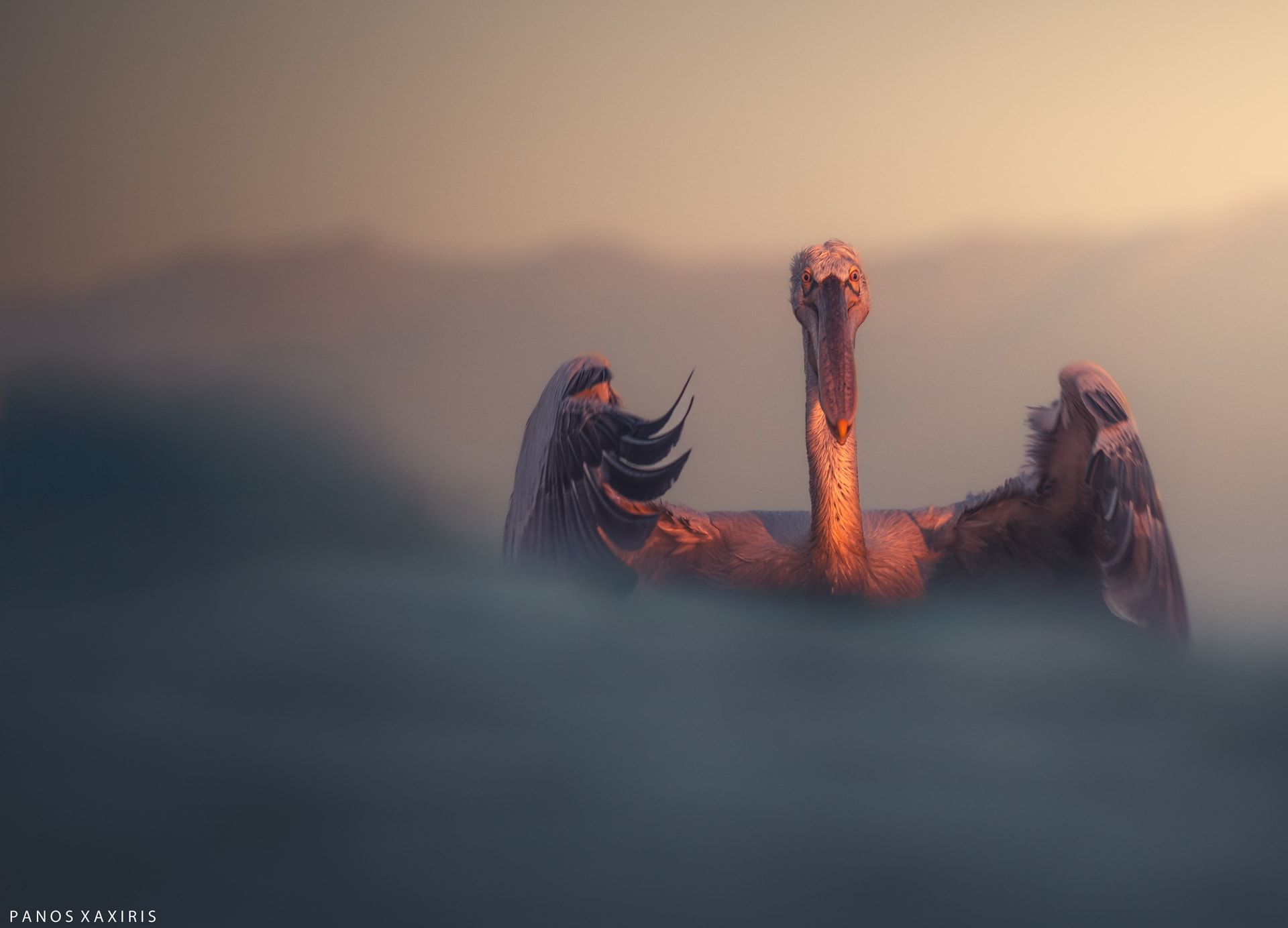 في اليونان.. بجعة تقترب من مصور أكثر من اللازم وكانت النتيجة هذه الصورة الطريفة