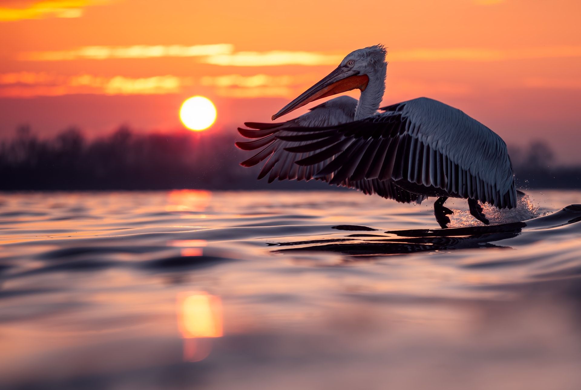 في اليونان.. بجعة تقترب من مصور أكثر من اللازم وكانت النتيجة هذه الصورة الطريفة