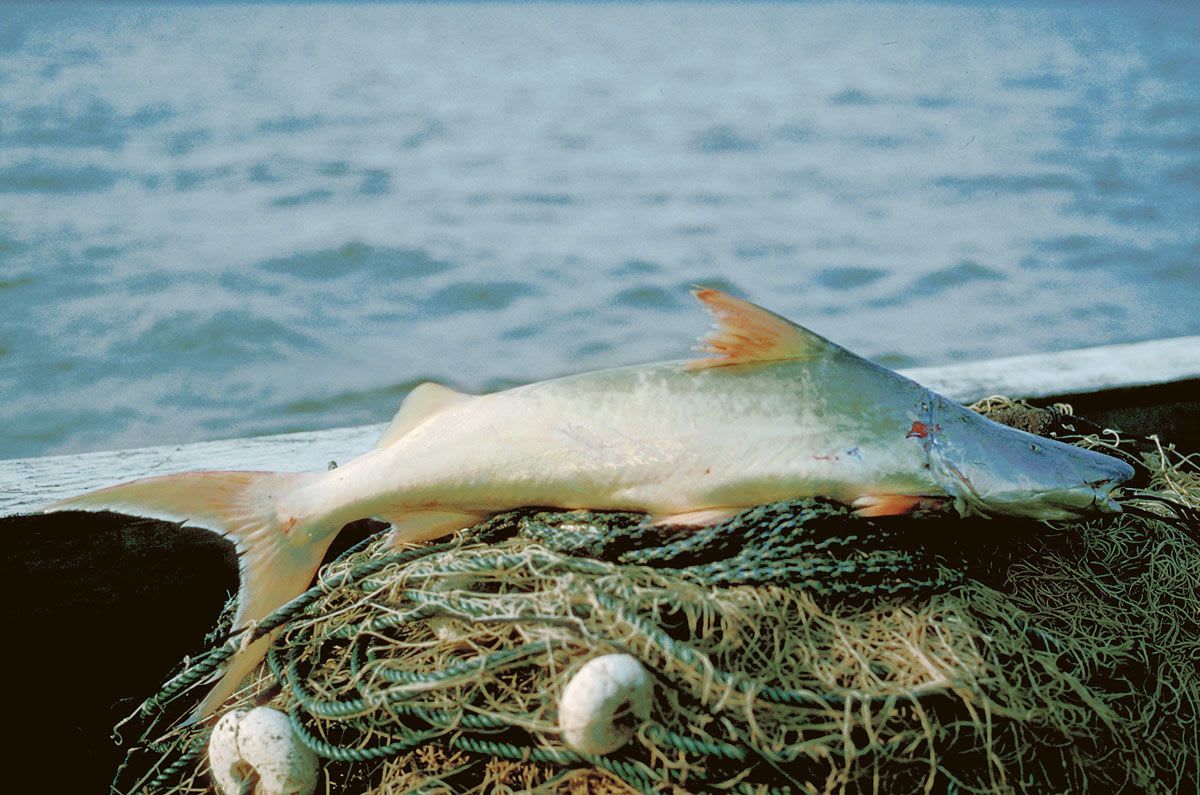سمكة الدورادو