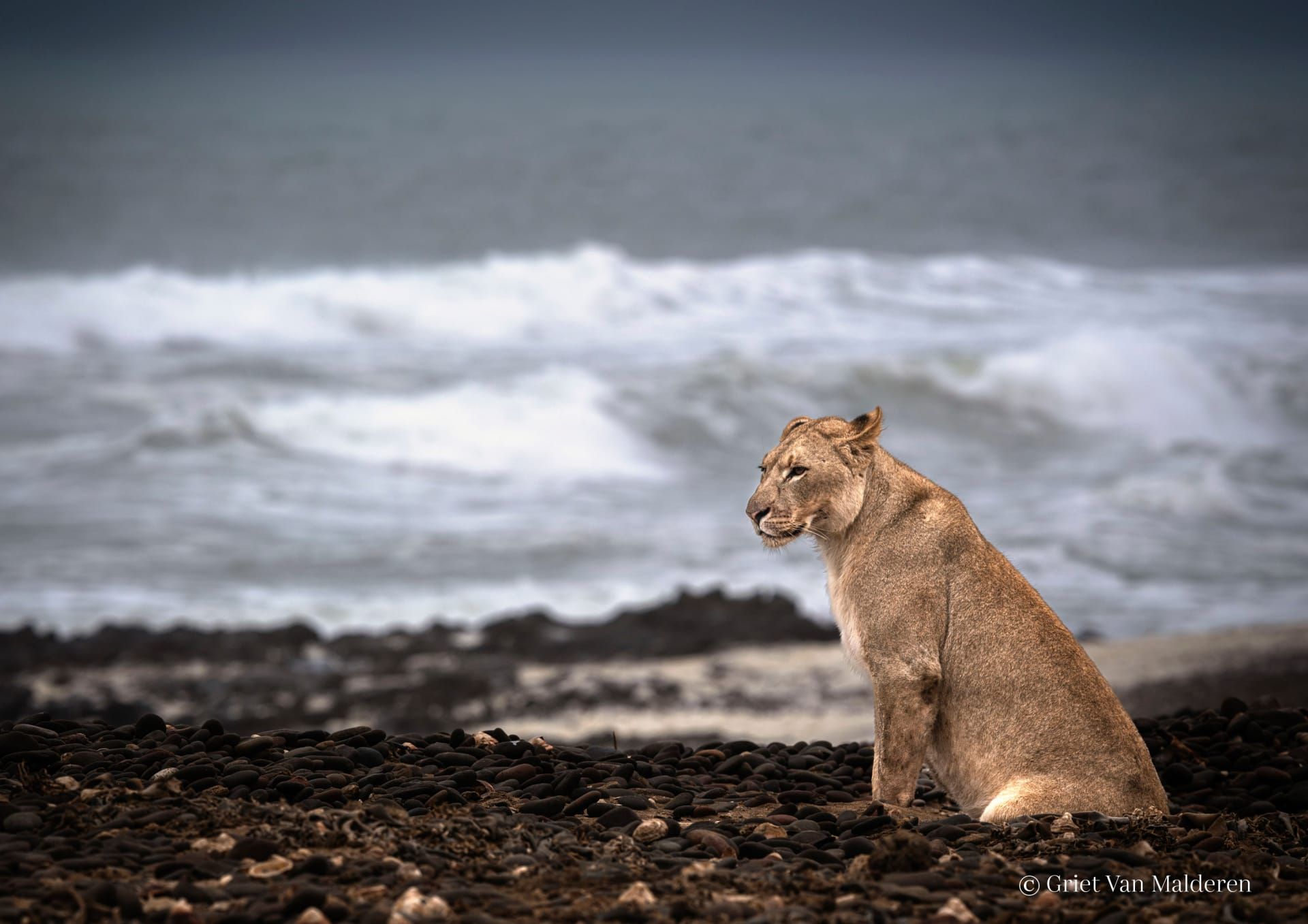 مصورة توثق أسودًا علمت نفسها كيفية العيش في البحر من أجل للبقاء