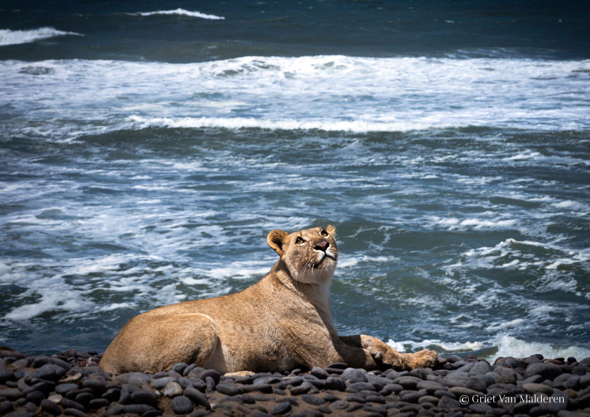 مصورة توثق أسودًا علمت نفسها كيفية العيش في البحر من أجل للبقاء