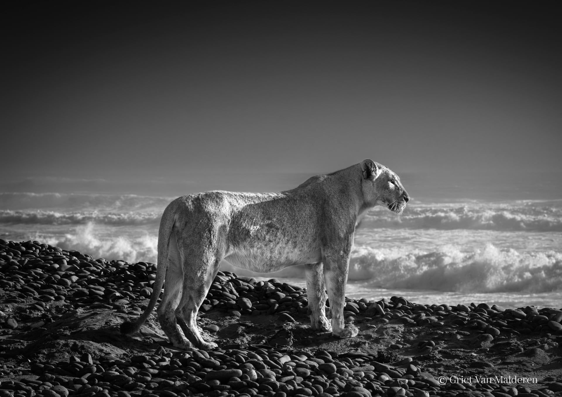 مصورة توثق أسودًا علمت نفسها كيفية العيش في البحر من أجل للبقاء