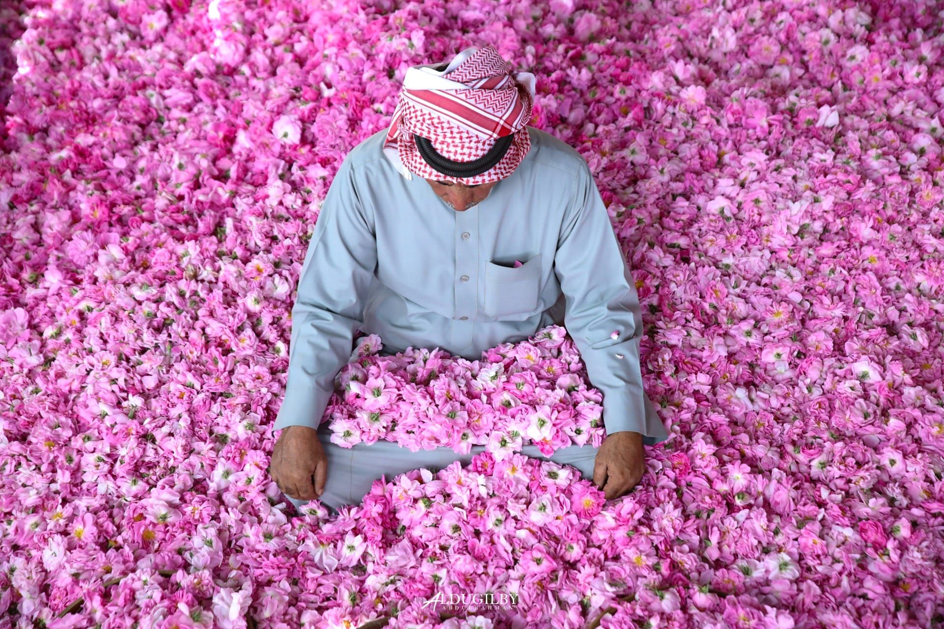 وسط أكوام الورود.. سعودي يوثق مشاهد مرحة من موسم الورد الطائفي