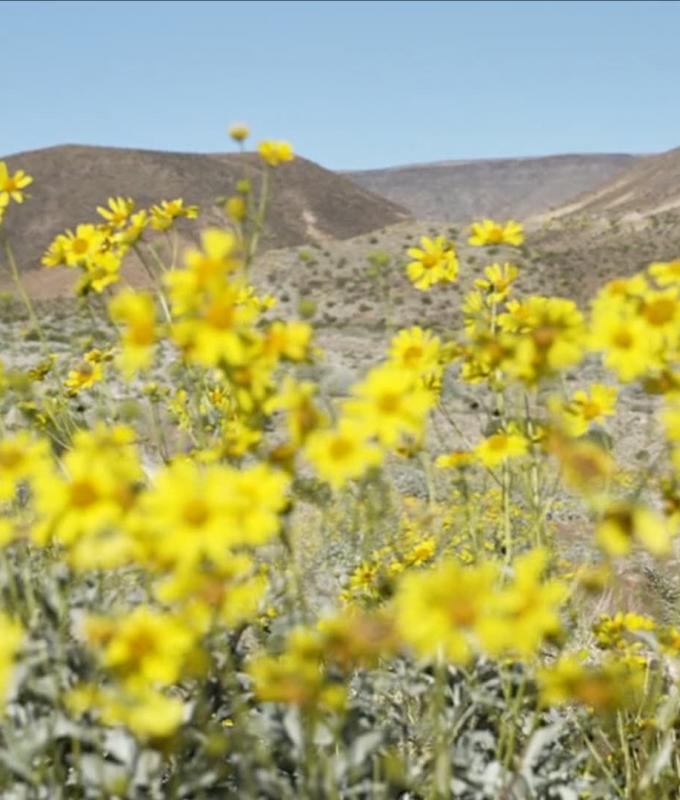 للمرة الأولى منذ عقد.. أزهار ملونة تتفتّح في "وادي الموت" الأمريكي