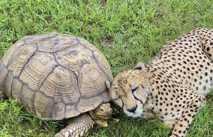 Unlikely friendships: This cheetah-tortoise duo are inseparable and will melt your heart