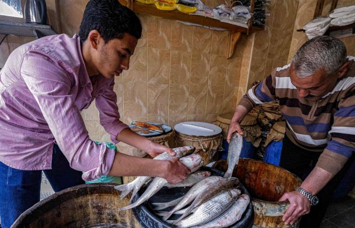 مصر تحتفل بأقدم الأعياد في العالم بتناول الفسيخ والرنجة.. وخبراء يحذرون