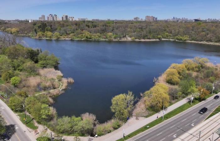 Dead fish found floating in High Park pond, city investigating