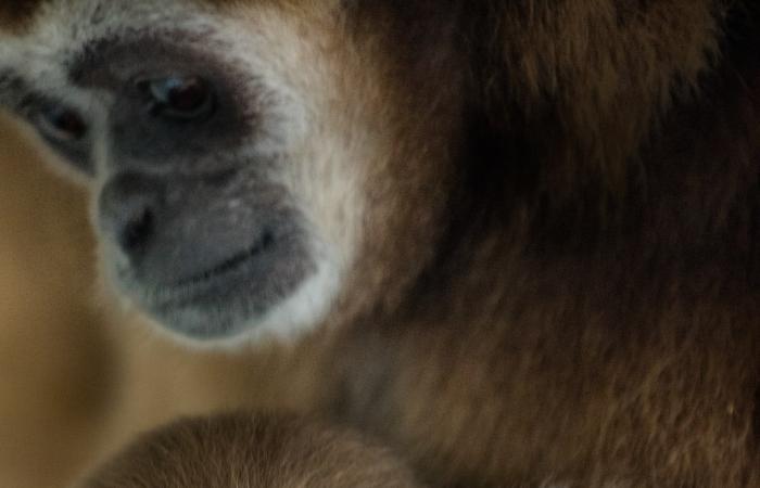 مصور حياة برية يوثق عناقًا حميمًا بين صغير "الغيبون" وأمه