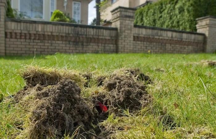 Grub
      darn
      it:
      Here's
      why
      lawns
      are
      more
      torn
      up
      than
      usual
      across
      Metro
      Vancouver