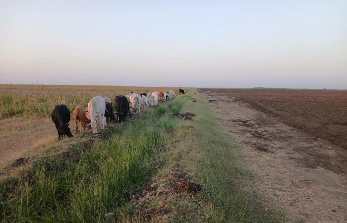 السودان:
      ضربة
      لـ«الدعم
      السريع»
      توقع
      عشرات
      القتلى
      في
      جنوب
      كردفان