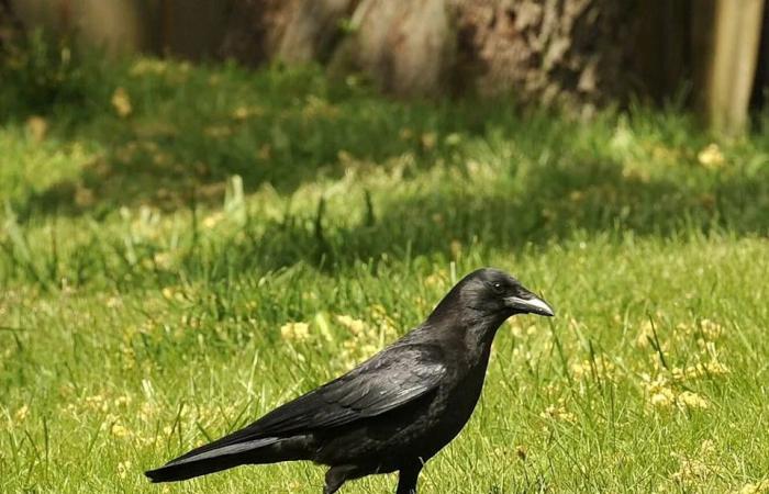 Grub
      darn
      it:
      Here's
      why
      lawns
      are
      more
      torn
      up
      than
      usual
      across
      Metro
      Vancouver